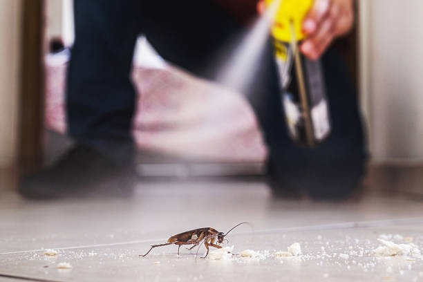 Best Pest Removal Services  in Bellview, FL